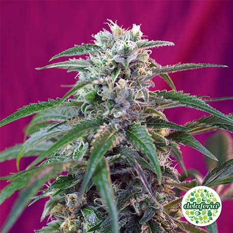 Green Poison Auto (SWS) 3+1 Semillas