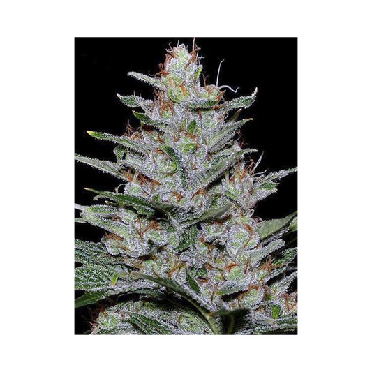 Missing in Barcelona