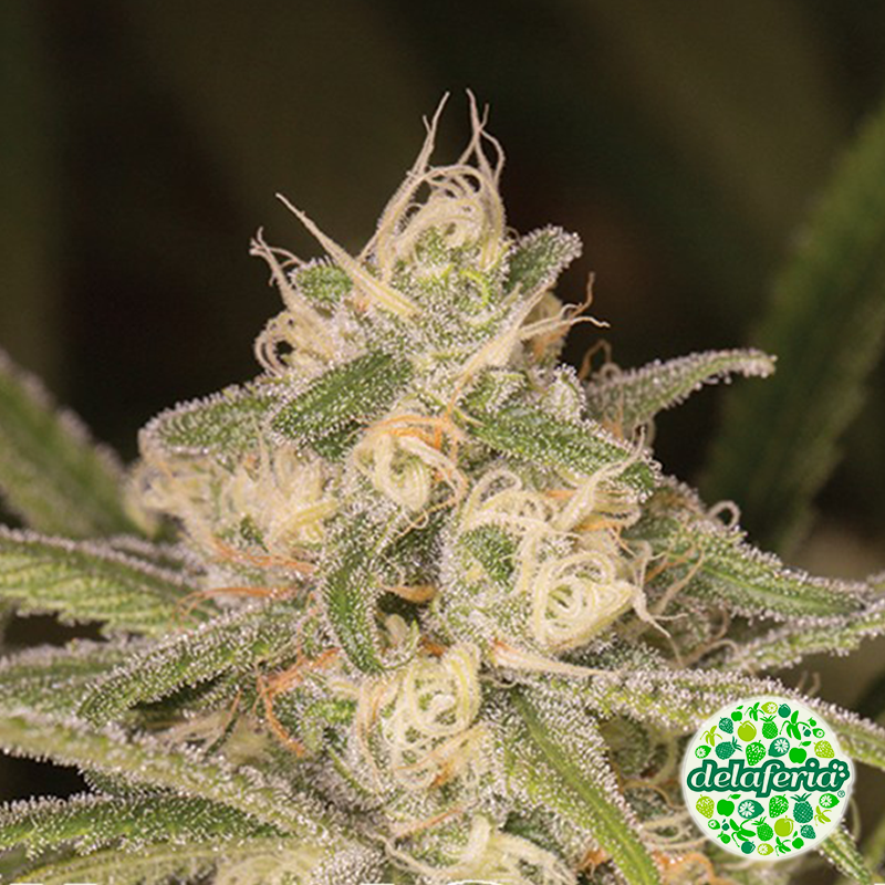No Name Auto