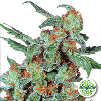 Orange Bud