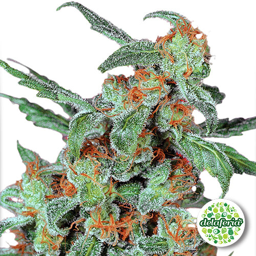 Orange Bud