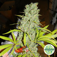 Orange Bud