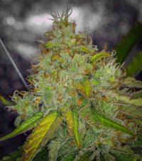 Royal cookies auto