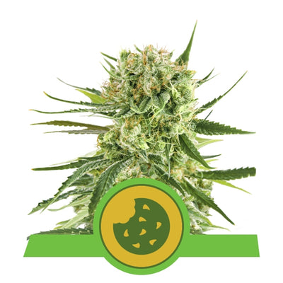 Royal cookies auto