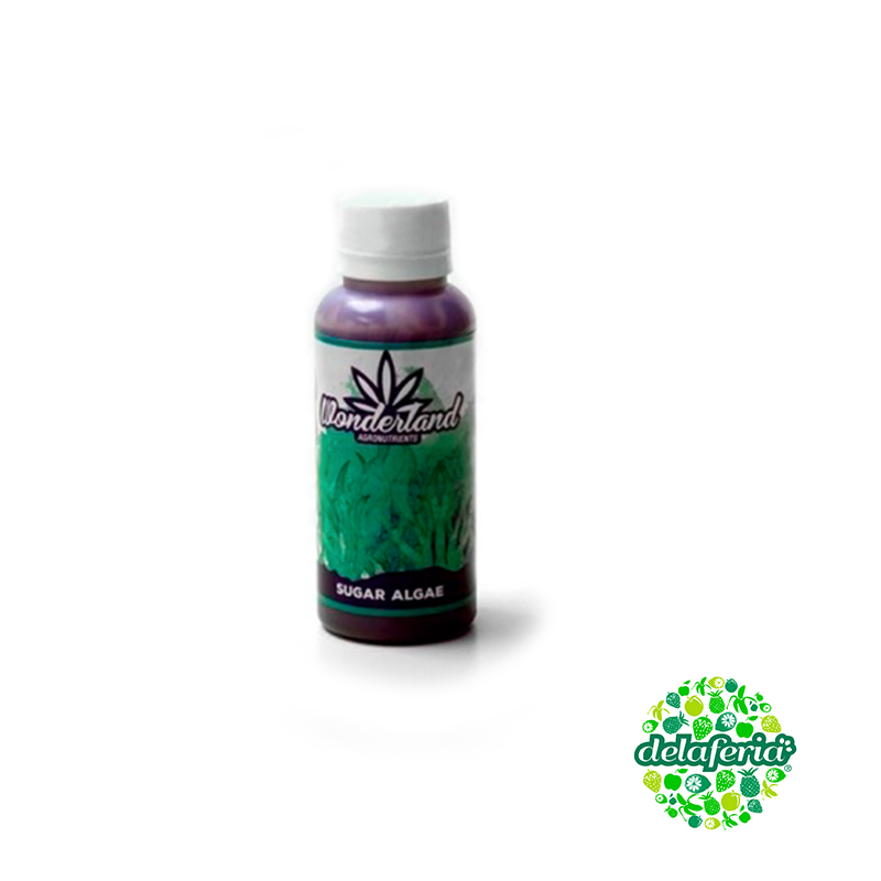 Sugar Algae - Wonderland