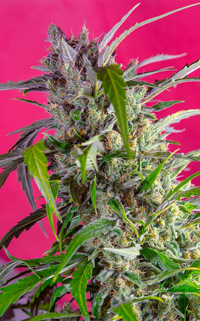 Crystal Candy Auto
