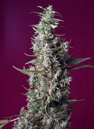 Sweet Cherry Pie