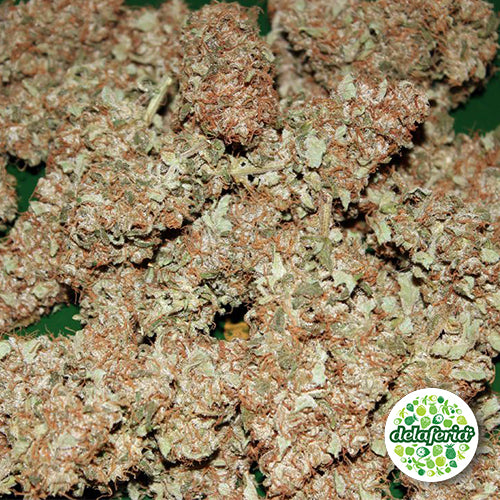 Auto Think Different