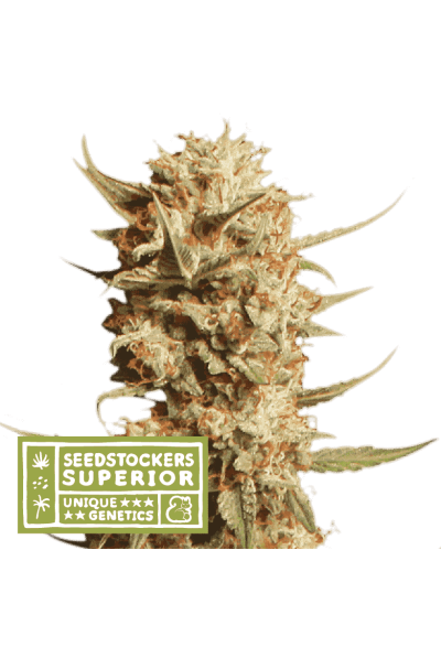 Thunder Banana Auto