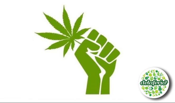 Comisión de Salud de la Cámara de Diputados mantendrá el derecho a autocultivo de Cannabis.