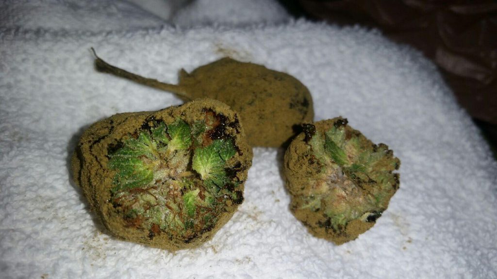La marihuana más potente del mundo: Rocas de Luna