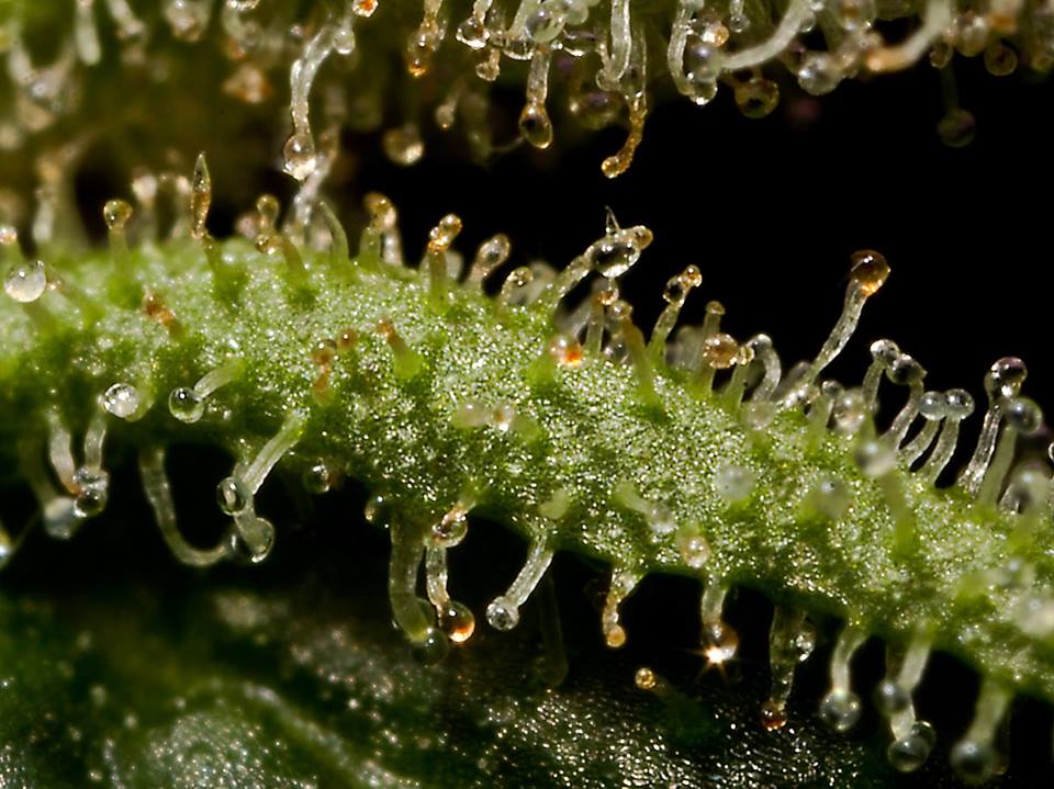 ¿Cuándo cosecho? El momento de la cosecha y el color de sus señales