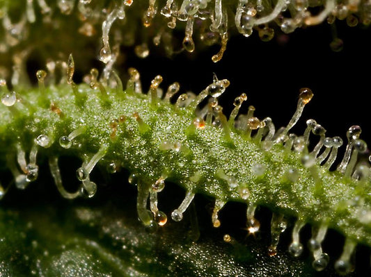 ¿Cuándo cosecho? El momento de la cosecha y el color de sus señales