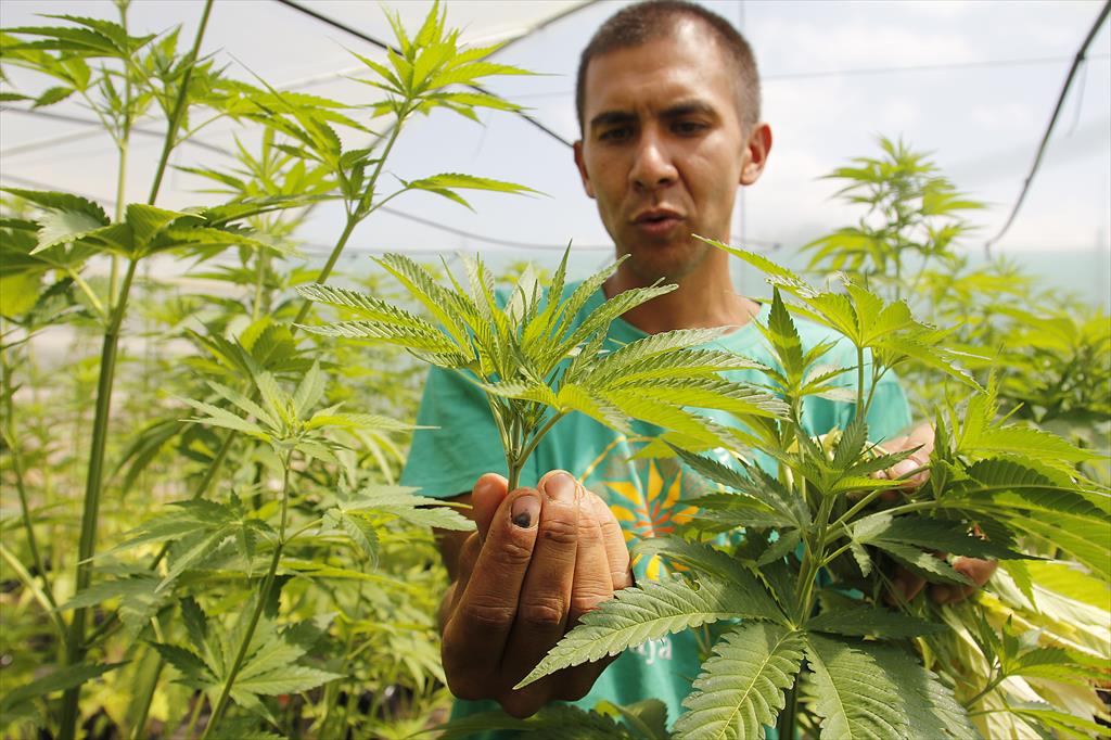 Uruguay: 820 pesos costará el gramo de marihuana legal