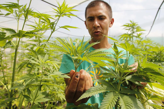 Uruguay: 820 pesos costará el gramo de marihuana legal