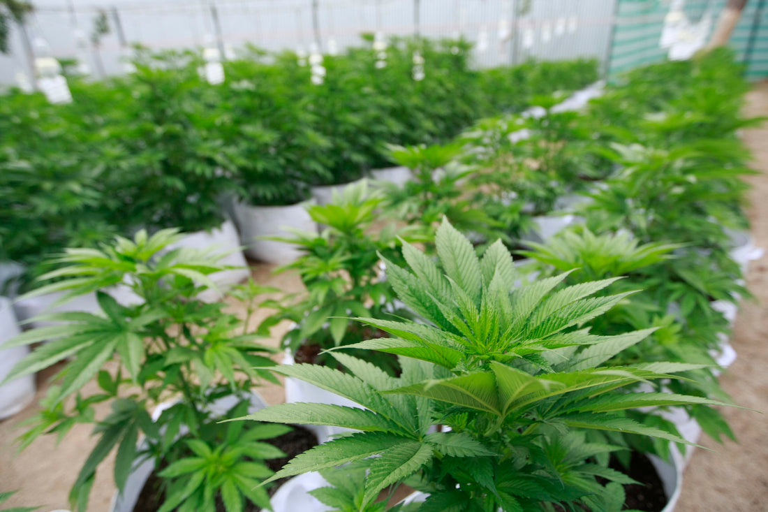 El abogado David Zamora presentará una charla legal sobre el autocultivo de marihuana.