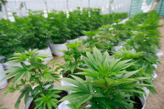 El abogado David Zamora presentará una charla legal sobre el autocultivo de marihuana.