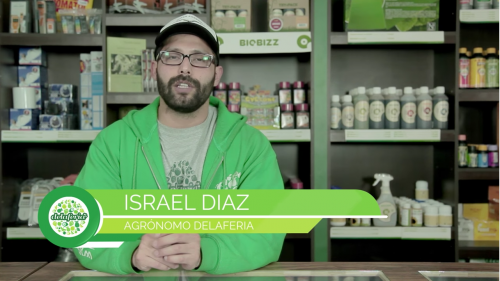 Tutorial Delaferia 101: Autoflorecientes