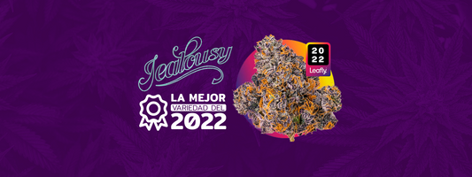 Jealousy: La mejor variedad del 2022 según Leafly