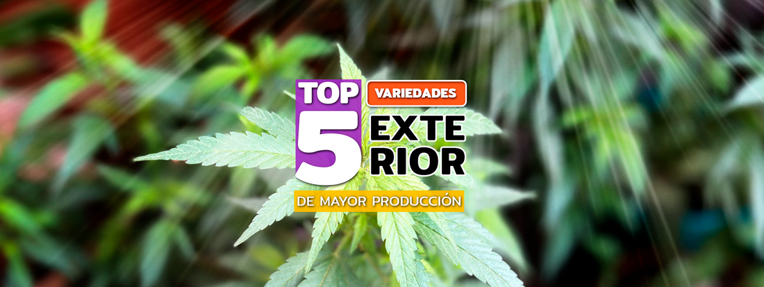 TOP 5: Variedades para exterior 🏆
