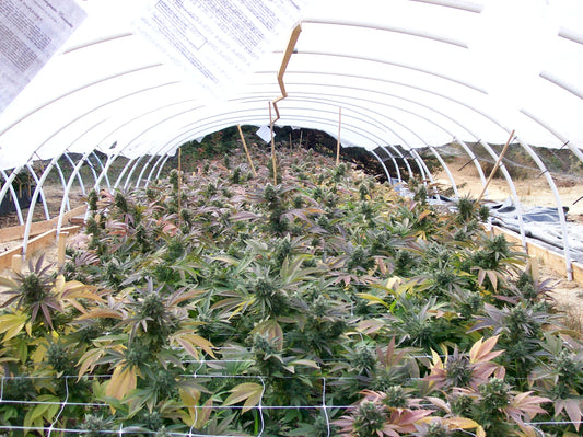 Cannabis medicinal en Colombia, ya es ley.