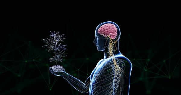 Weed ¿Aumentan las respuestas visuales?