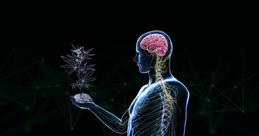 Weed ¿Aumentan las respuestas visuales?