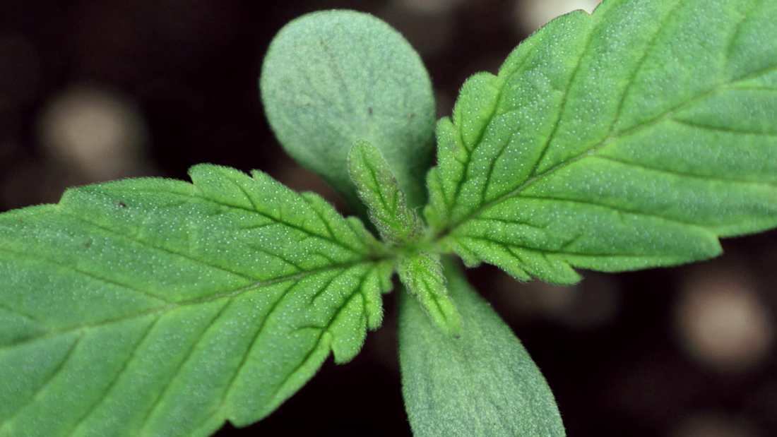 Introducción, Capitulo 1