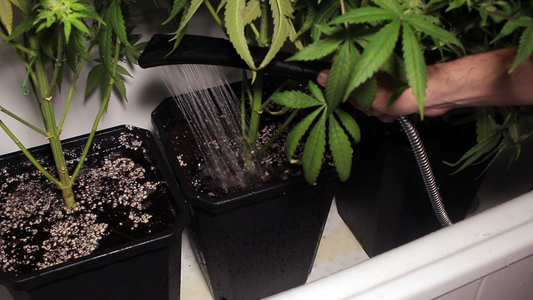 Lavado de Raices, Capitulo 10