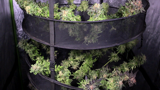 Cosecha y Secado, Capitulo 11