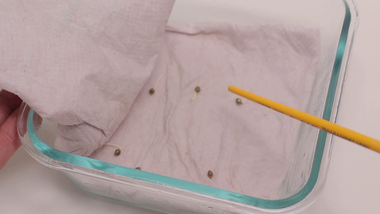 ¿Qué es la germinación? Capitulo 2