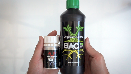 Vegetativo con B.A.C., Capitulo 4