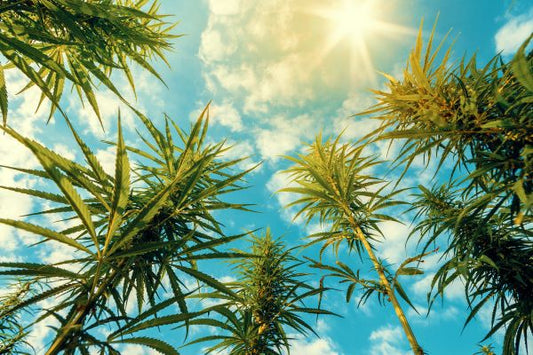 como cultivar marihuanas en exterior paso a paso chile