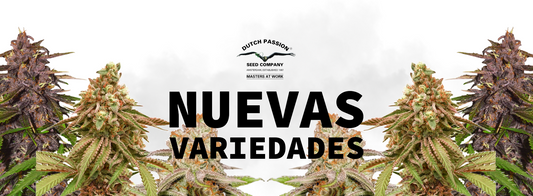 Dutch Passion presenta 4 nuevas variedades autoflorecientes