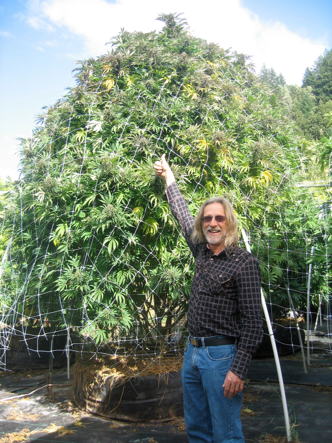 Aprende a autocultivar plantas gigantes con el método Jorge Cervantes