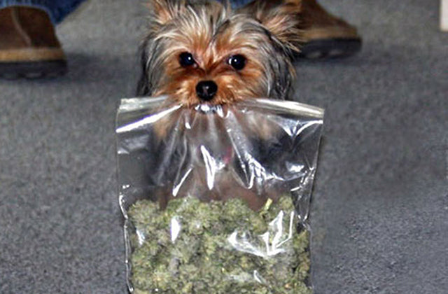 Medicina cannábica animal