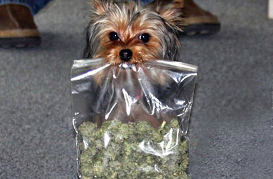 Medicina cannábica animal