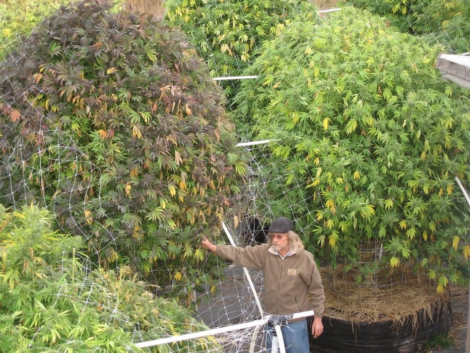 Las plantas gigantes de cannabis son reales!