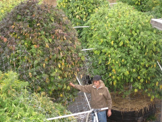 Las plantas gigantes de cannabis son reales!