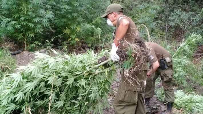 Cannabis on Fire ¡Casi casi se salvan las niñas!