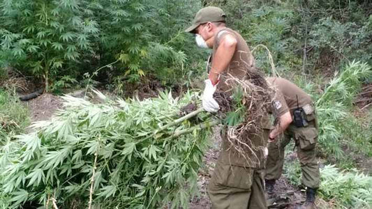 Cannabis on Fire ¡Casi casi se salvan las niñas!
