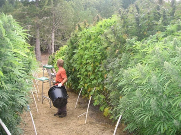 Cultivo de Marihuana germina en la Alcaldía de La Florida
