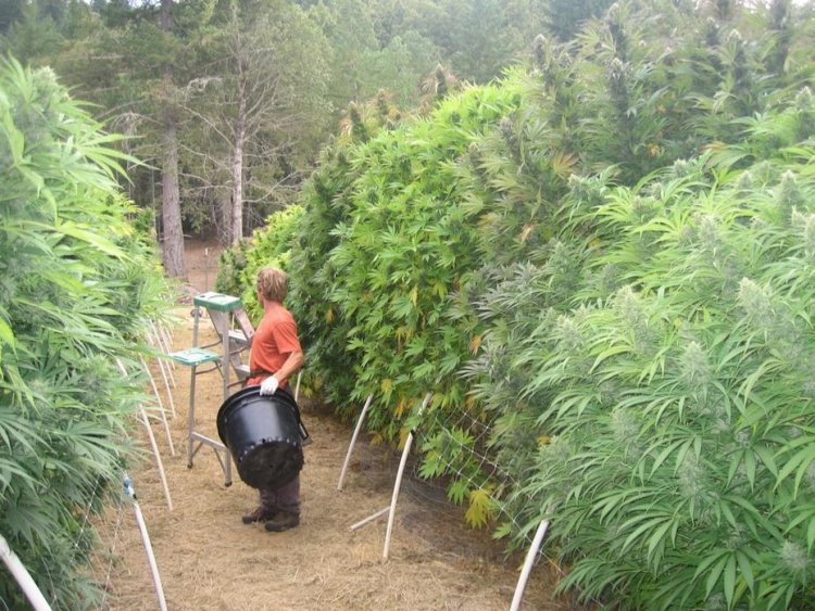 Cultivo de Marihuana germina en la Alcaldía de La Florida