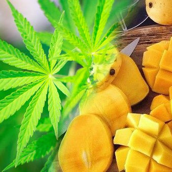 El Mango: compañero ideal de la marihuana