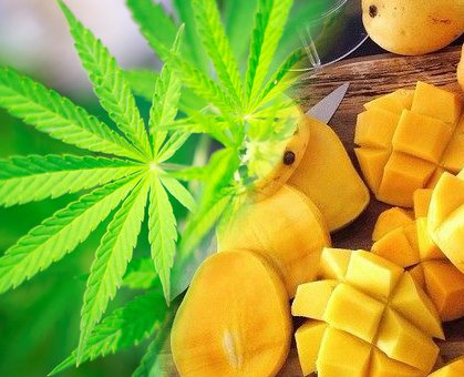 El Mango: compañero ideal de la marihuana