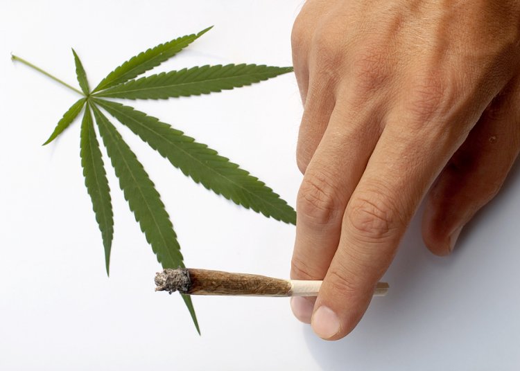 Comisión de Salud aprueba idea de legislar despenalización del autocultivo de la marihuana