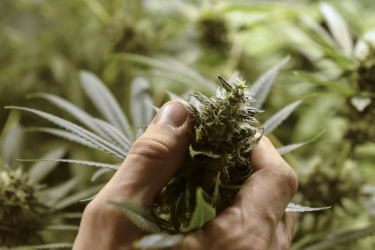 Tras su despenalización, Uruguay ya tiene 1.200 cultivadores legales de marihuana
