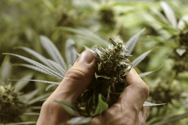 Tras su despenalización, Uruguay ya tiene 1.200 cultivadores legales de marihuana