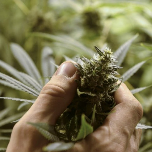 Tras su despenalización, Uruguay ya tiene 1.200 cultivadores legales de marihuana