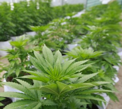 SAG autoriza segundo cultivo de marihuana con fines medicinales, Director del SAG Bío Bío aseguró que cualquier persona puede solicitar permiso para cultivar marihuana en Chile